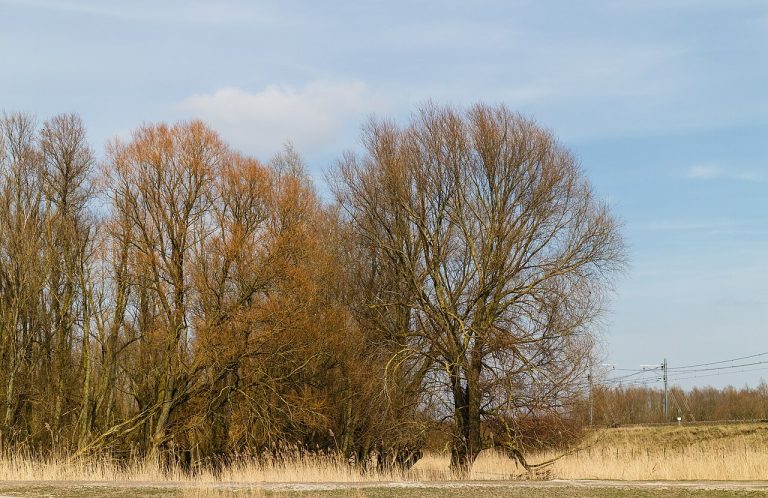 Excursie Oostvaardersplassen — Natuur in Almere