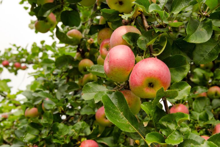 Appelplezier — Natuur in Almere