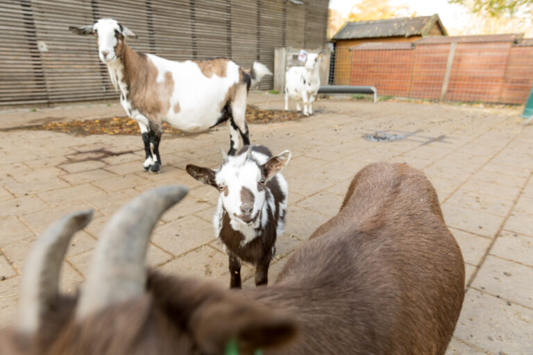 Dierendag — Theater in Almere