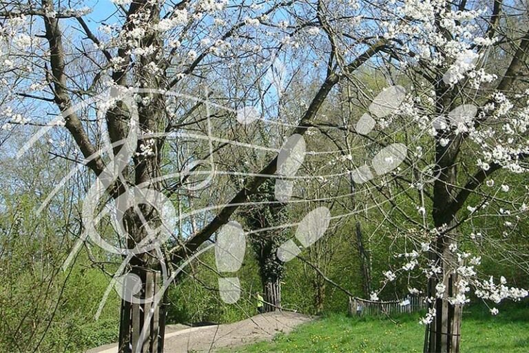 Muziekwandeling Park Uithof, Almere — Muziek in Almere
