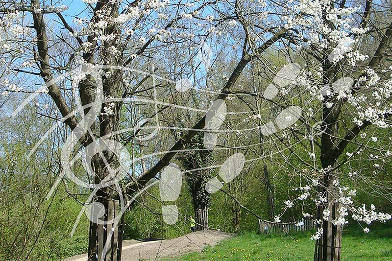 Muziekwandeling Park Uithof, Almere in Almere