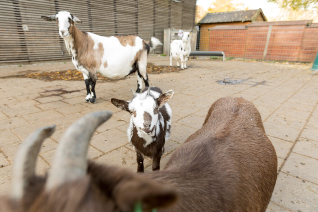 Dierendag in Almere