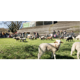 Herdershut — Natuur in Almere